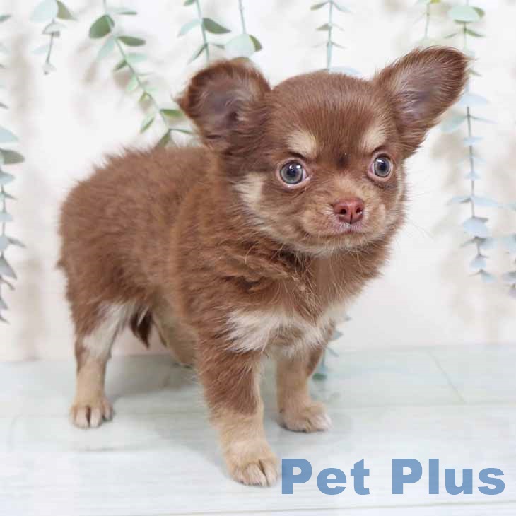 奈良県のチワワ(ロング) (ペットプラス 大和郡山店/2025年10月7日生まれ/女の子/チョコレートクリーム)の子犬の2枚目の画像