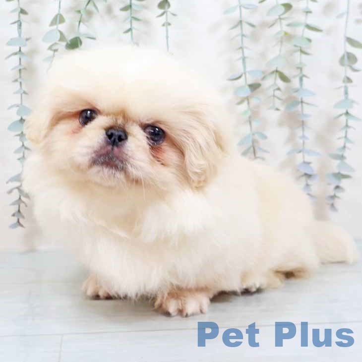新潟県のペキニーズ (ペットプラス 新潟南店/2025年10月7日生まれ/男の子/クリーム)の子犬