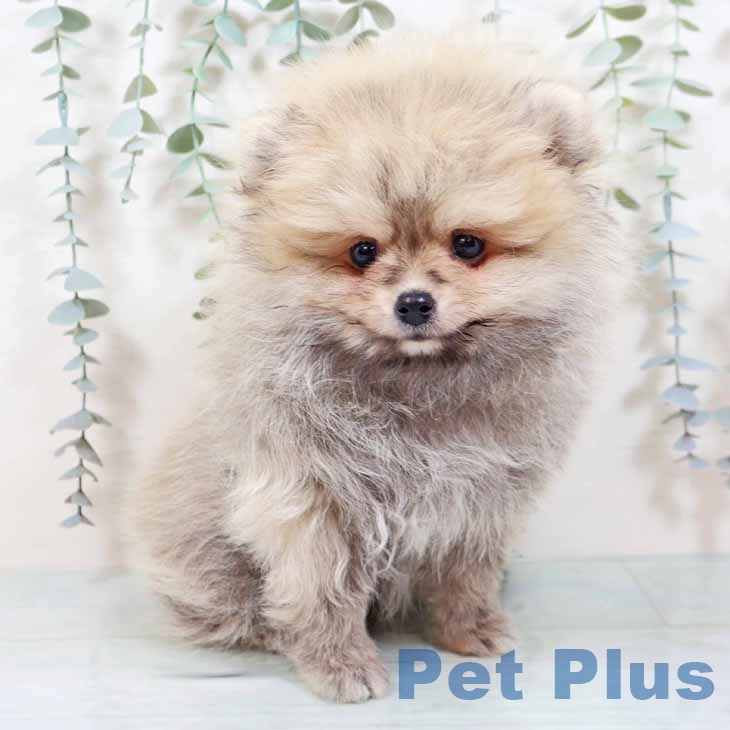 大阪府のポメラニアン (ペットプラス りんくう泉南店/2025年10月23日生まれ/男の子/クリームセーブル)の子犬の1枚目の画像