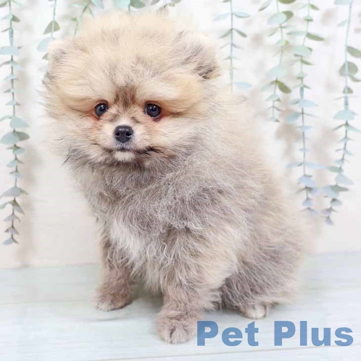 大阪府のポメラニアン (ペットプラス りんくう泉南店/2025年10月23日生まれ/男の子/クリームセーブル)の子犬の2枚目の画像