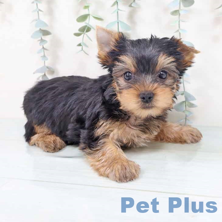 ヨークシャー・テリア