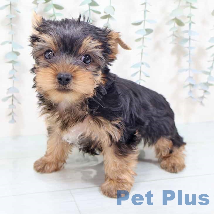 ヨークシャー・テリアの写真2