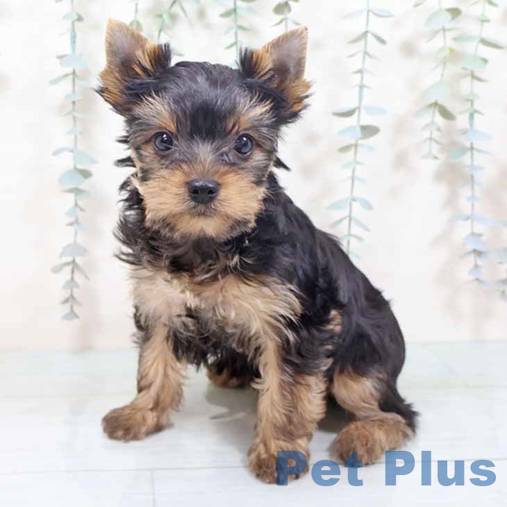 京都府のヨークシャーテリア (ペットプラス 久御山店/2025年10月21日生まれ/女の子/スチールブルータン)の子犬の1枚目の画像