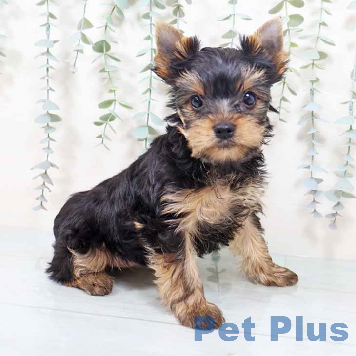 京都府のヨークシャーテリア (ペットプラス 久御山店/2025年10月21日生まれ/女の子/スチールブルータン)の子犬の2枚目の画像