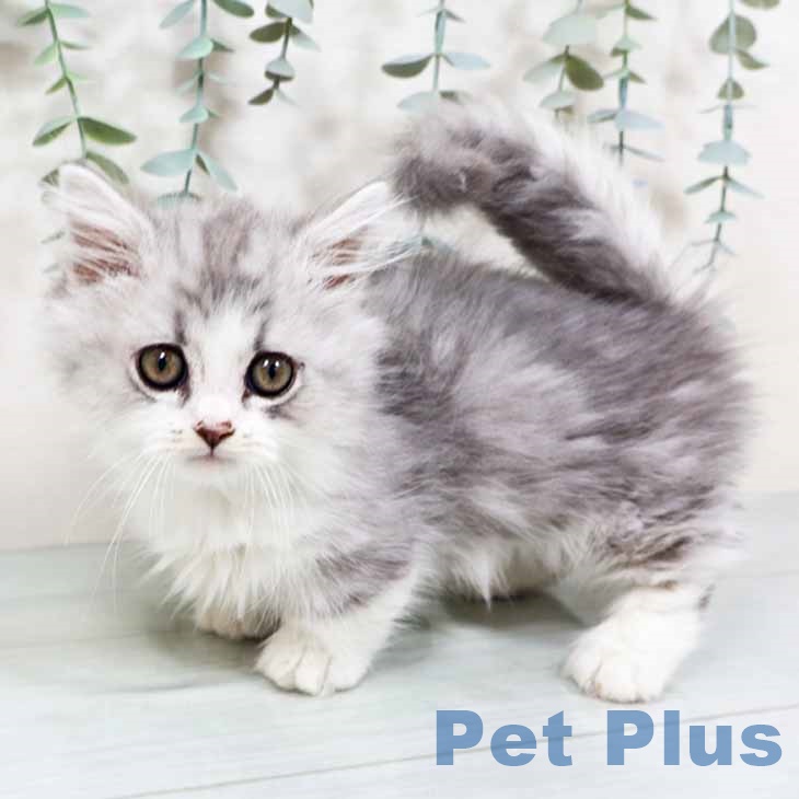 大阪府のミヌエット (ペットプラス ららぽーと和泉店/2025年10月11日生まれ/男の子/シルバータビーホワイト)の子猫の1枚目の画像