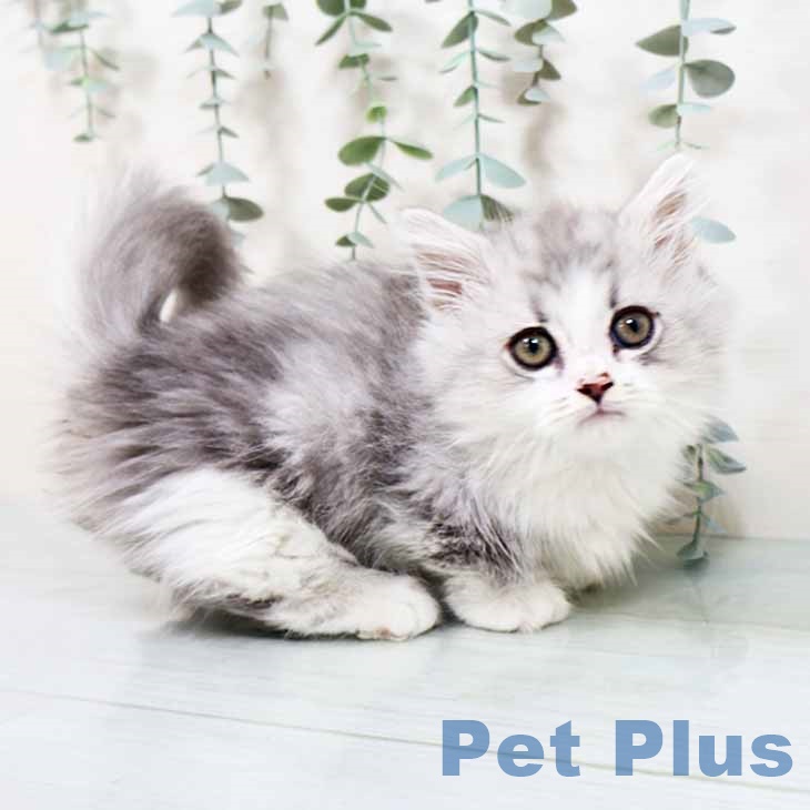 大阪府のミヌエット (ペットプラス ららぽーと和泉店/2025年10月11日生まれ/男の子/シルバータビーホワイト)の子猫の2枚目の画像