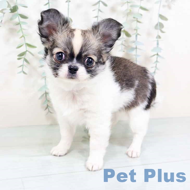京都府のチワワ(ロング) (ペットプラス 京都桂川店/2025年10月24日生まれ/男の子/セーブルホワイト)の子犬の1枚目の画像
