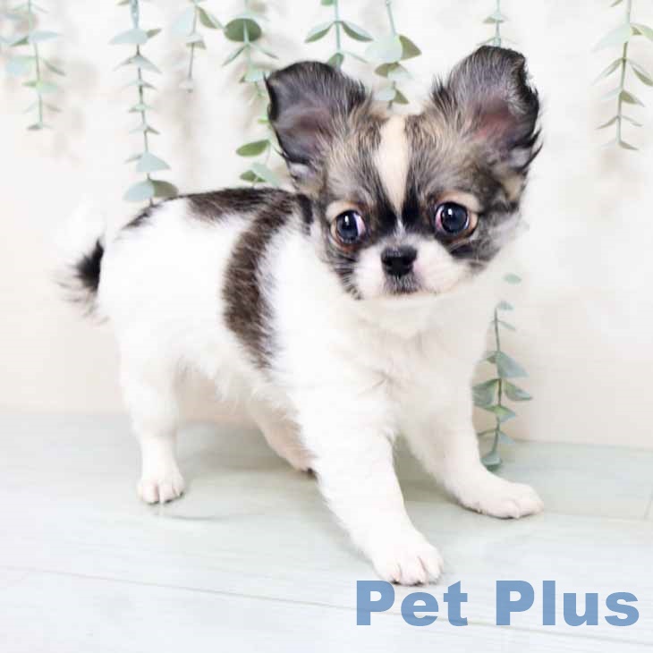 京都府のチワワ(ロング) (ペットプラス 京都桂川店/2025年10月24日生まれ/男の子/セーブルホワイト)の子犬の2枚目の画像