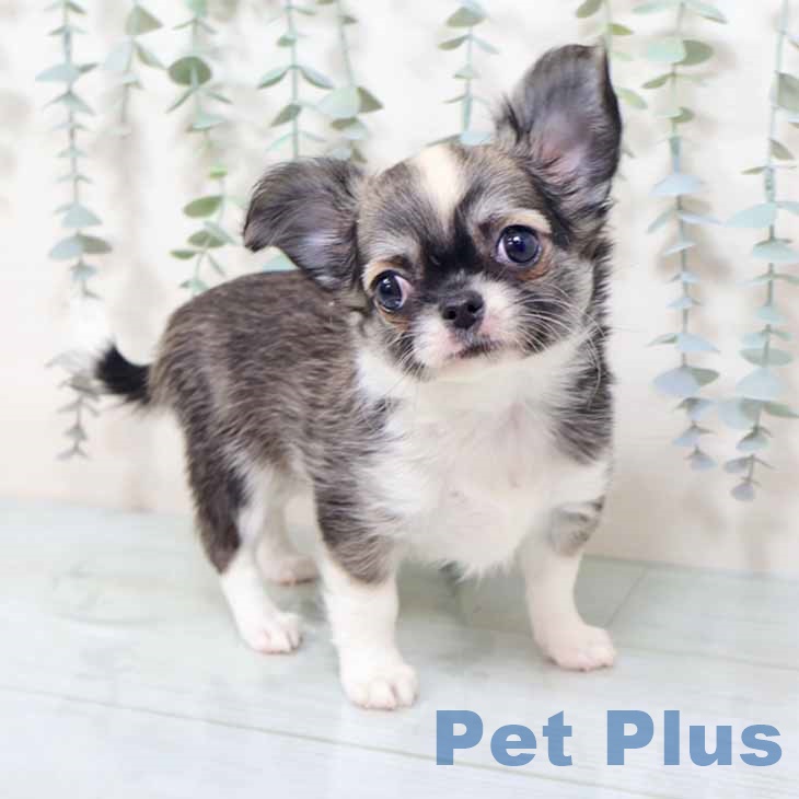 大阪府のチワワ(ロング) (ペットプラス りんくう泉南店/2025年10月24日生まれ/女の子/セーブルホワイト)の子犬の1枚目の画像