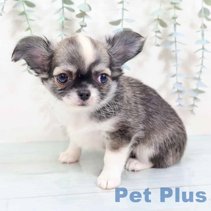 大阪府のチワワ(ロング) (ペットプラス りんくう泉南店/2025年10月24日生まれ/女の子/セーブルホワイト)の子犬の2枚目の画像