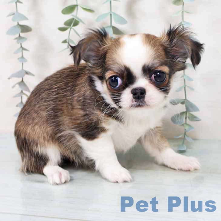 大阪府のチワワ(ロング) (ペットプラス イオン大日店/2025年10月24日生まれ/女の子/セーブルホワイト)の子犬の1枚目の画像