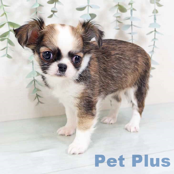 大阪府のチワワ(ロング) (ペットプラス イオン大日店/2025年10月24日生まれ/女の子/セーブルホワイト)の子犬の2枚目の画像