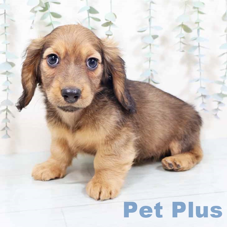 ミニチュア・ダックスフンド