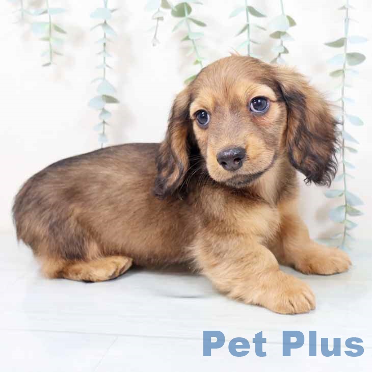 ミニチュア・ダックスフンドの写真2