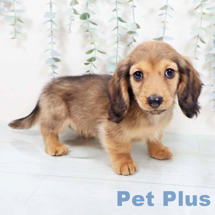 大阪府のミニチュアダックスフンド(ロング) (ペットプラス ららぽーと和泉店/2025年10月24日生まれ/男の子/シェーデットレッド)の子犬の1枚目の画像