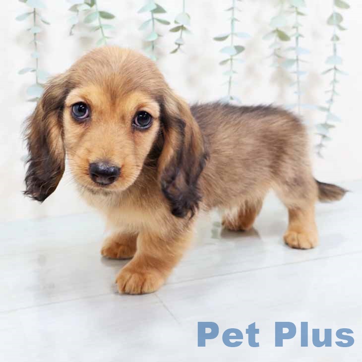 大阪府のミニチュアダックスフンド(ロング) (ペットプラス ららぽーと和泉店/2025年10月24日生まれ/男の子/シェーデットレッド)の子犬の2枚目の画像