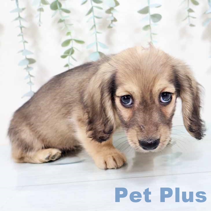 京都府のミニチュアダックスフンド(ロング) (ペットプラス 京都桂川店/2025年10月24日生まれ/男の子/シェーデットイエロー)の子犬の1枚目の画像