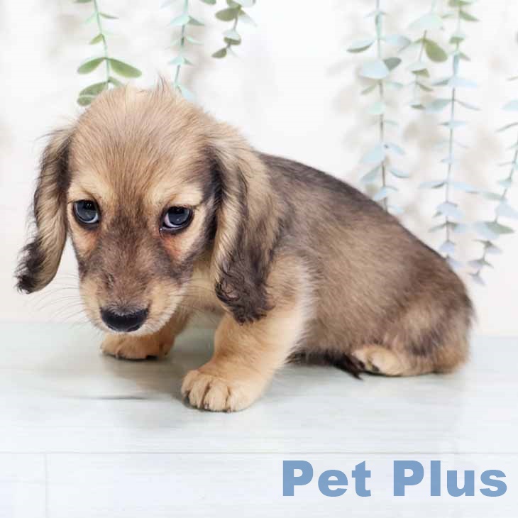 京都府のミニチュアダックスフンド(ロング) (ペットプラス 京都桂川店/2025年10月24日生まれ/男の子/シェーデットイエロー)の子犬の2枚目の画像