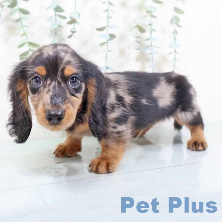 ミニチュア・ダックスフンド