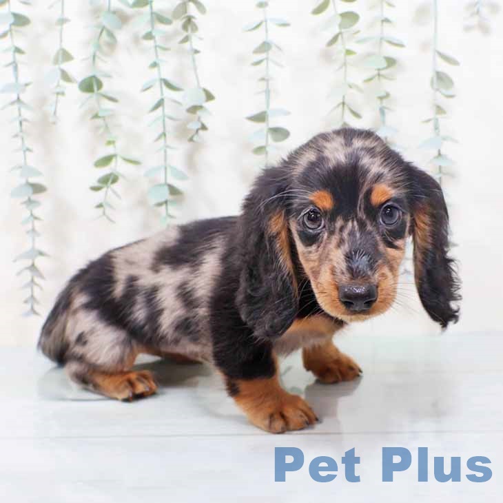 ミニチュア・ダックスフンドの写真2