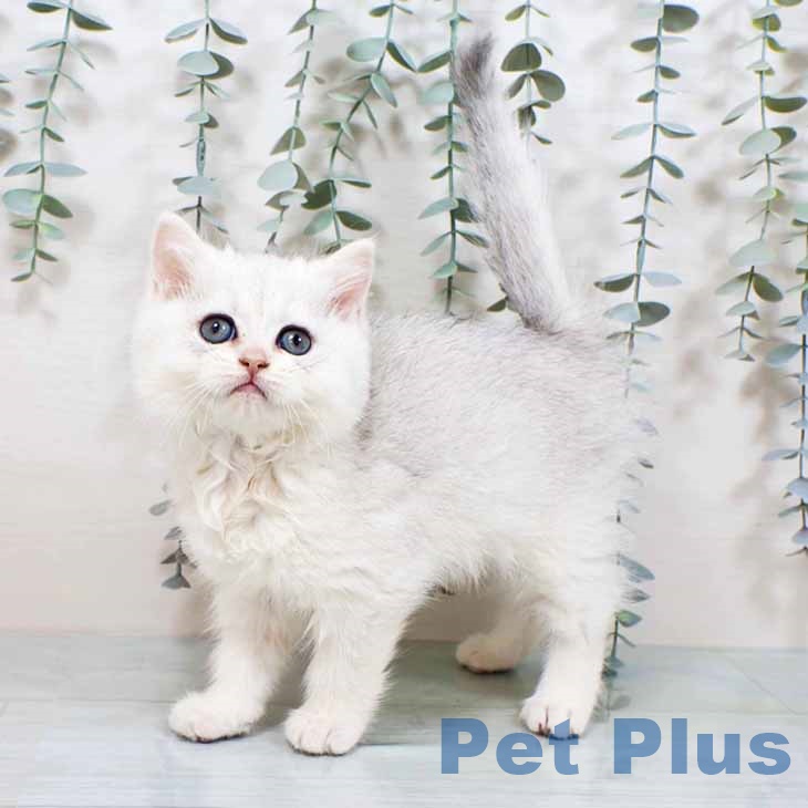 ブリティッシュショートヘアの写真2