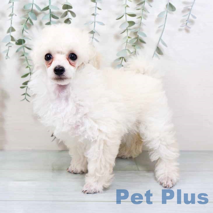 大阪府のトイプードル(トイ) (ペットプラス りんくう泉南店/2025年10月22日生まれ/女の子/ホワイト)の子犬