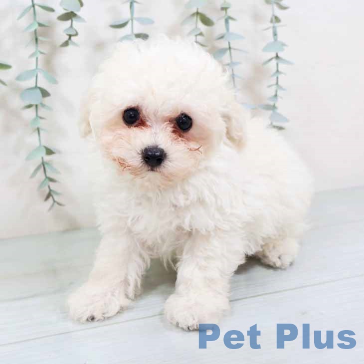 大阪府のトイプードル(トイ) (ペットプラス イオン大日店/2025年10月22日生まれ/男の子/ホワイト)の子犬