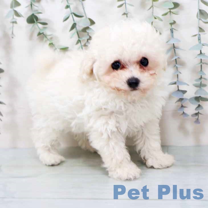 大阪府のトイプードル(トイ) (ペットプラス イオン大日店/2025年10月22日生まれ/男の子/ホワイト)の子犬の2枚目の画像