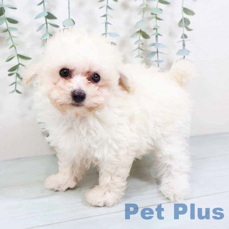 京都府のトイプードル(トイ) (ペットプラス 京都桂川店/2025年10月22日生まれ/男の子/ホワイト)の子犬の1枚目の画像