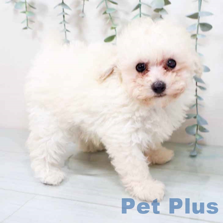 京都府のトイプードル(トイ) (ペットプラス 京都桂川店/2025年10月22日生まれ/男の子/ホワイト)の子犬の2枚目の画像