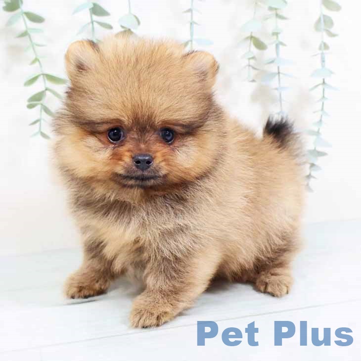 大阪府のポメラニアン (ペットプラス ららぽーと和泉店/2025年10月24日生まれ/男の子/オレンジ)の子犬の2枚目の画像