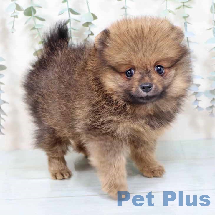 京都府のポメラニアン (ペットプラス イオンモールKYOTO店/2025年10月23日生まれ/女の子/オレンジセーブル)の子犬の1枚目の画像