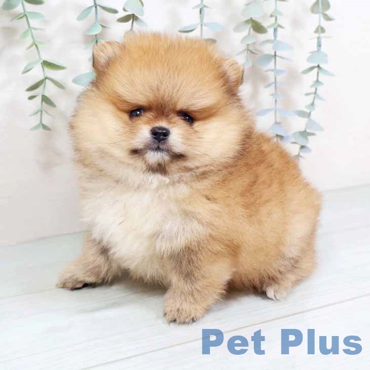 大阪府のポメラニアン (ペットプラス 四條畷店/2025年10月23日生まれ/男の子/オレンジセーブル)の子犬の1枚目の画像