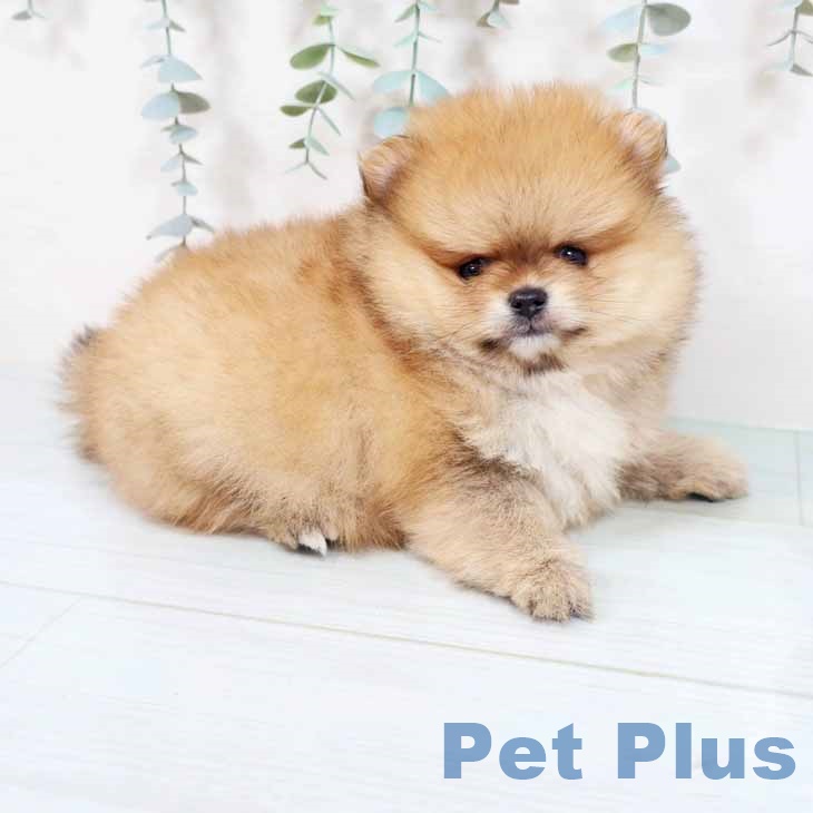 大阪府のポメラニアン (ペットプラス 四條畷店/2025年10月23日生まれ/男の子/オレンジセーブル)の子犬の2枚目の画像