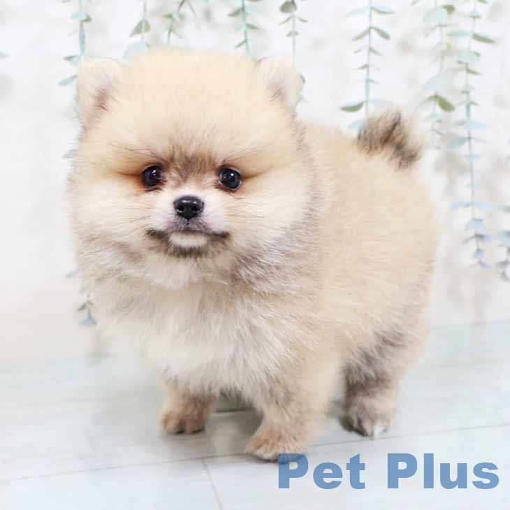 兵庫県のポメラニアン (ペットプラス 神戸三宮店/2025年10月23日生まれ/男の子/クリームセーブル)の子犬の1枚目の画像