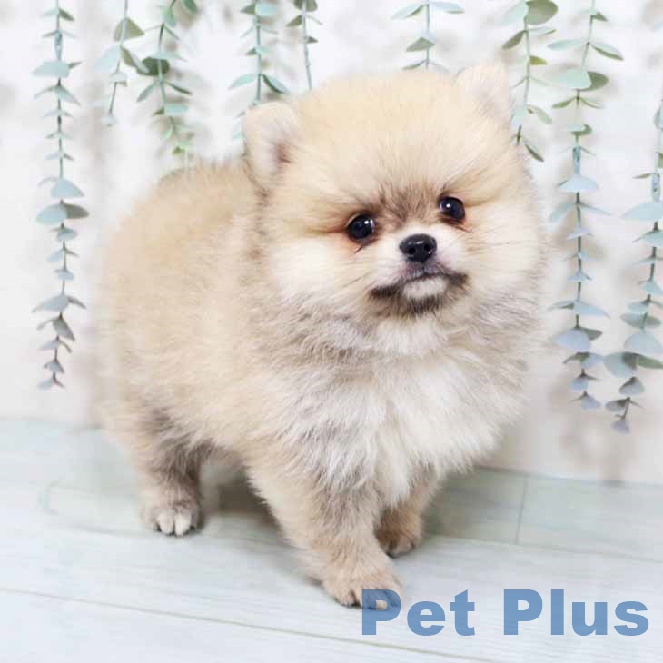 兵庫県のポメラニアン (ペットプラス 神戸三宮店/2025年10月23日生まれ/男の子/クリームセーブル)の子犬の2枚目の画像