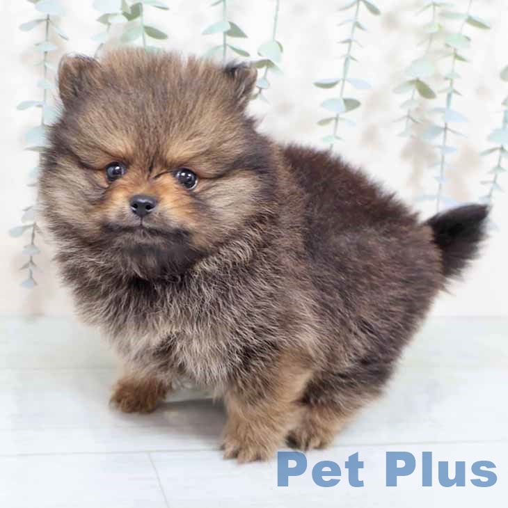 ポメラニアンの写真2
