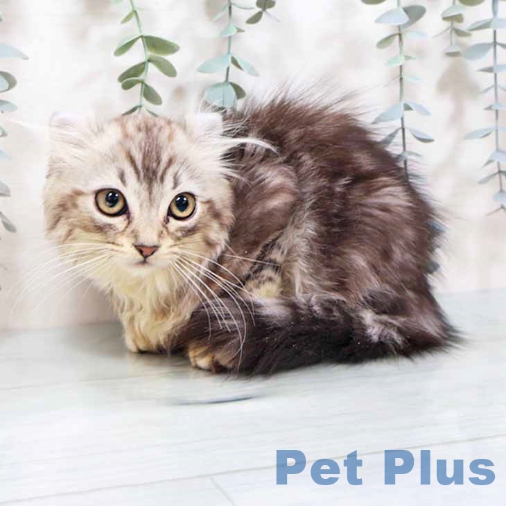 奈良県のアメリカンカール (ペットプラス 大和郡山店/2025年9月29日生まれ/男の子/シルバータビー)の子猫の1枚目の画像
