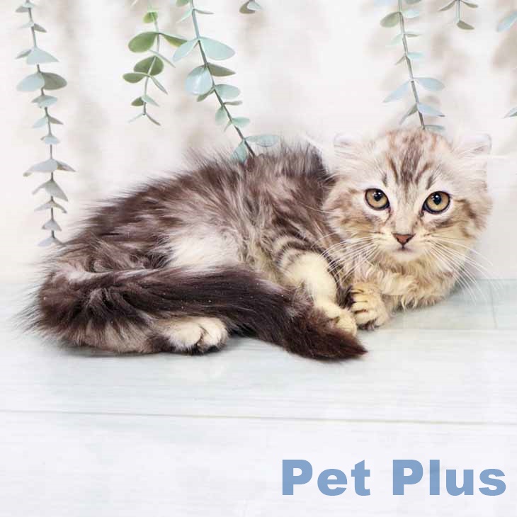 奈良県のアメリカンカール (ペットプラス 大和郡山店/2025年9月29日生まれ/男の子/シルバータビー)の子猫の2枚目の画像