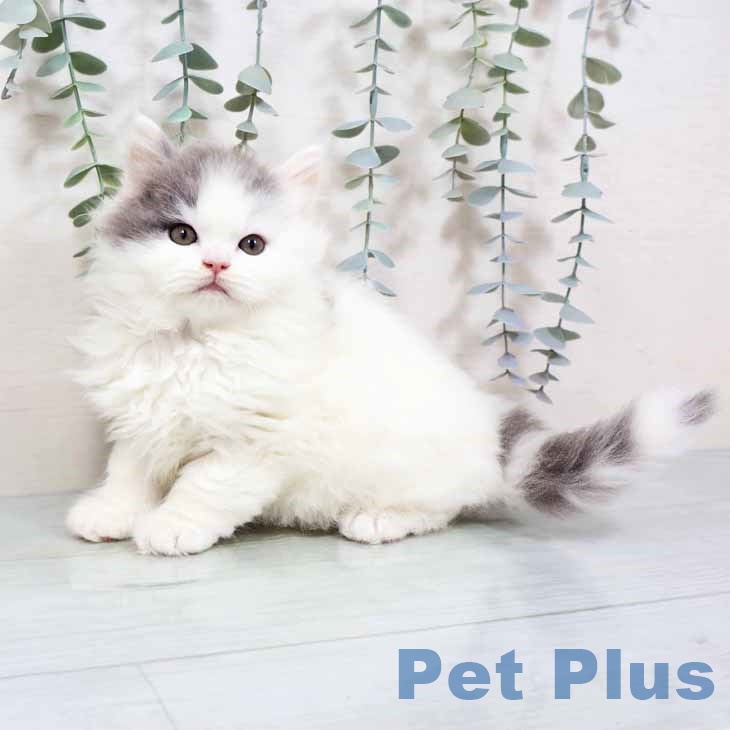 京都府のブリティッシュロングヘアー (ペットプラス イオンモールKYOTO店/2025年10月22日生まれ/男の子/ブルーホワイト)の子猫の1枚目の画像