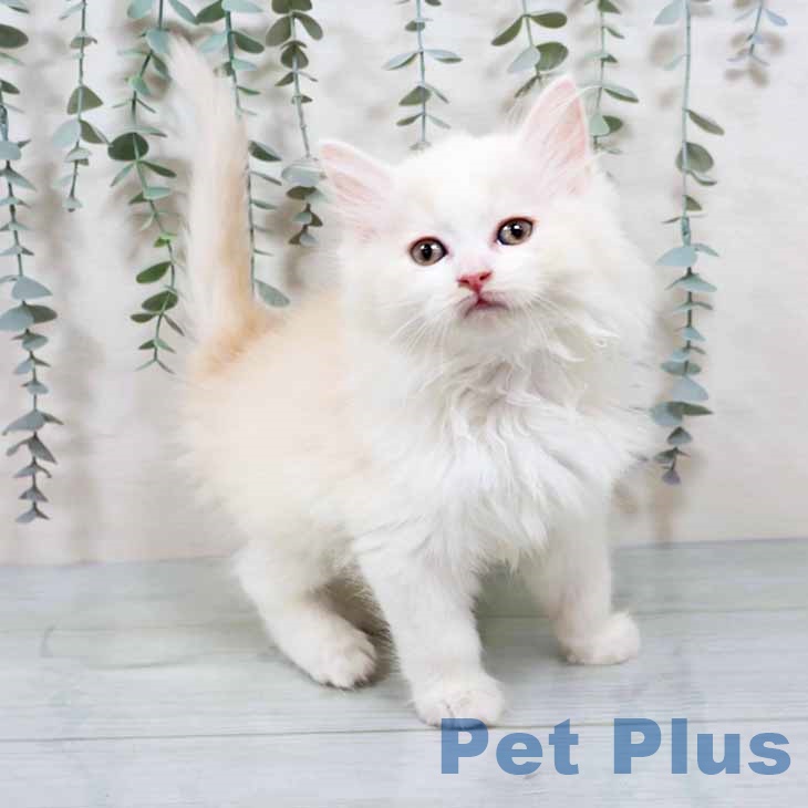 兵庫県のラガマフィン (ペットプラス 神戸三宮店/2025年10月24日生まれ/男の子/クリームホワイト)の子猫の1枚目の画像