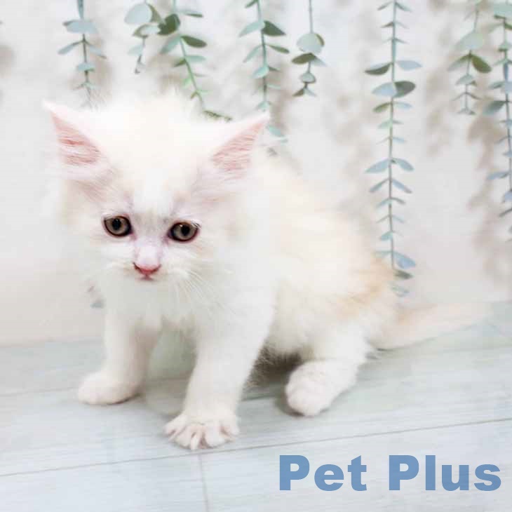 兵庫県のラガマフィン (ペットプラス 神戸三宮店/2025年10月24日生まれ/男の子/クリームホワイト)の子猫の2枚目の画像