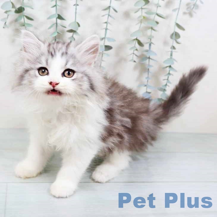 ラガマフィンの写真2