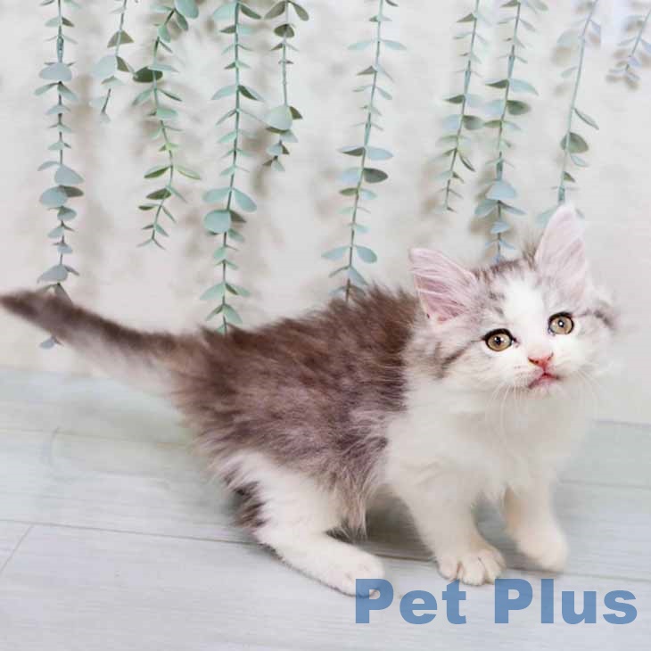 大阪府のラガマフィン (ペットプラス りんくう泉南店/2025年10月24日生まれ/女の子/シルバーパッチドタビーホワイト)の子猫の1枚目の画像