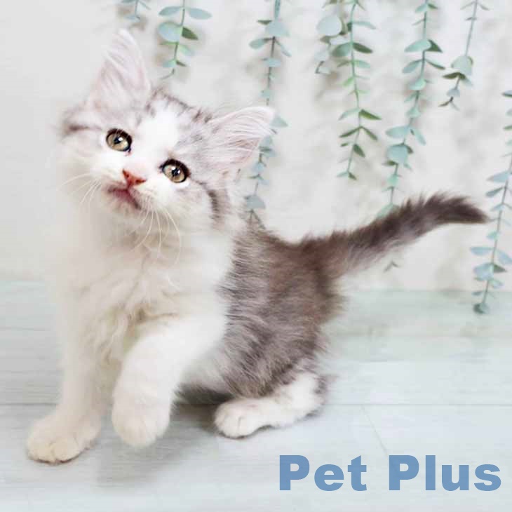 大阪府のラガマフィン (ペットプラス りんくう泉南店/2025年10月24日生まれ/女の子/シルバーパッチドタビーホワイト)の子猫の2枚目の画像