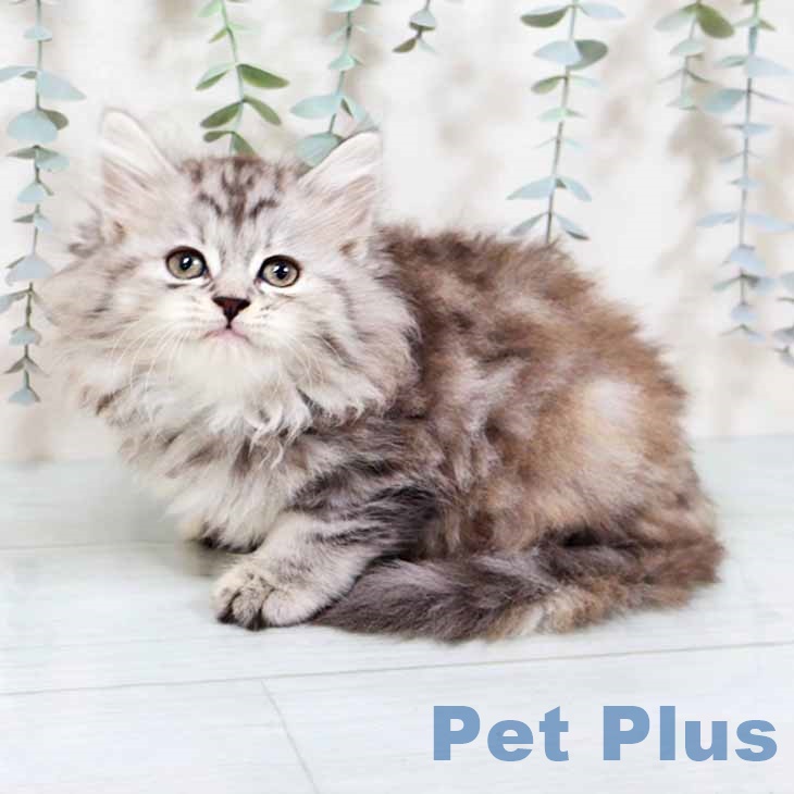 兵庫県のラガマフィン (ペットプラス 神戸三宮店/2025年10月24日生まれ/女の子/シルバーパッチドタビーホワイト)の子猫の1枚目の画像