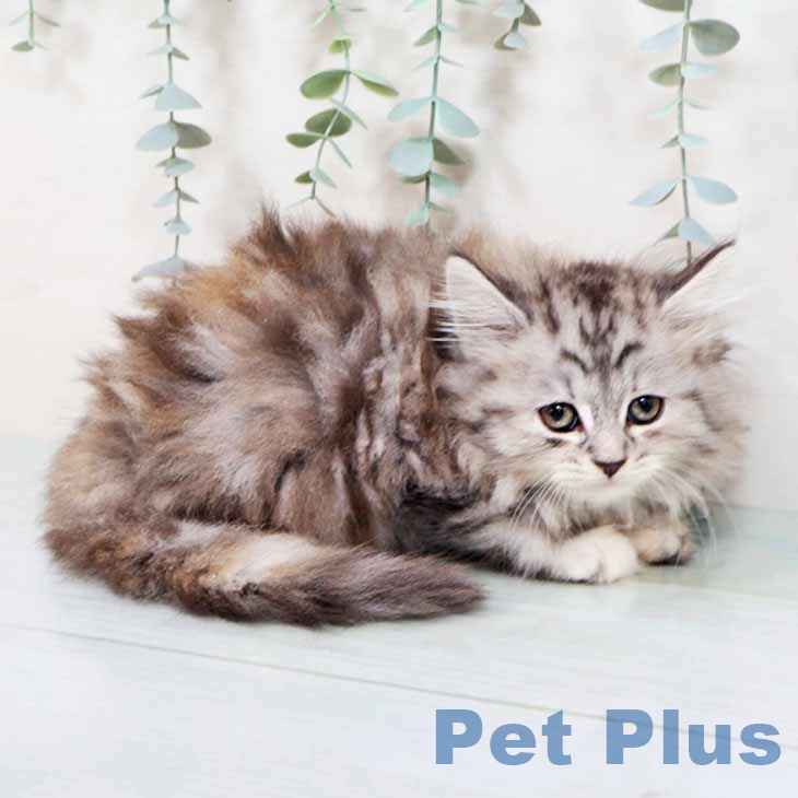 兵庫県のラガマフィン (ペットプラス 神戸三宮店/2025年10月24日生まれ/女の子/シルバーパッチドタビーホワイト)の子猫の2枚目の画像