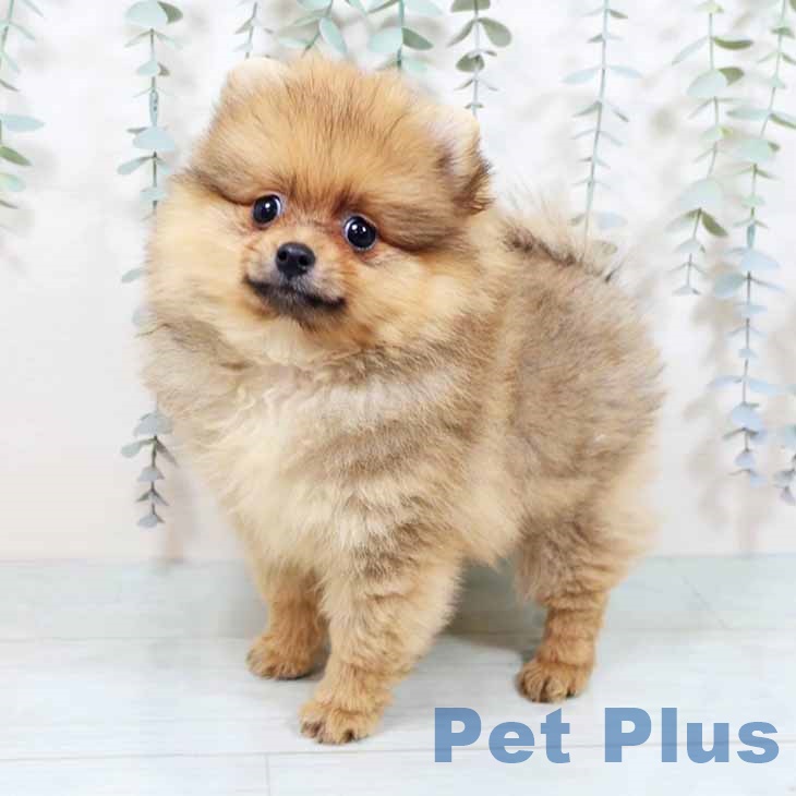 大阪府のポメラニアン (ペットプラス りんくう泉南店/2025年10月23日生まれ/女の子/オレンジ)の子犬