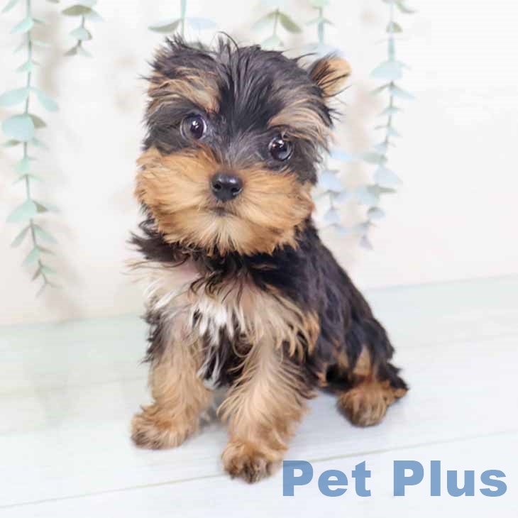 ヨークシャー・テリア