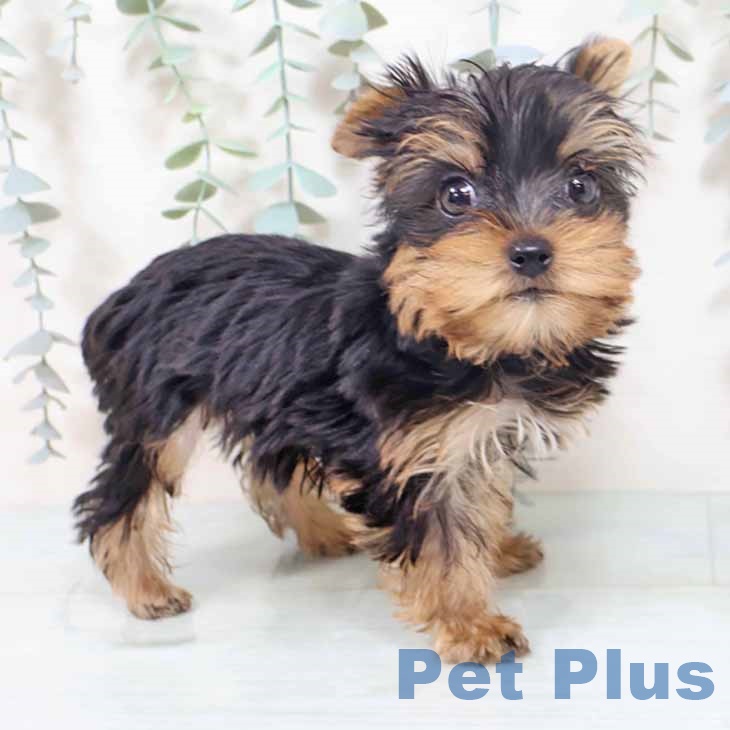 ヨークシャー・テリアの写真2